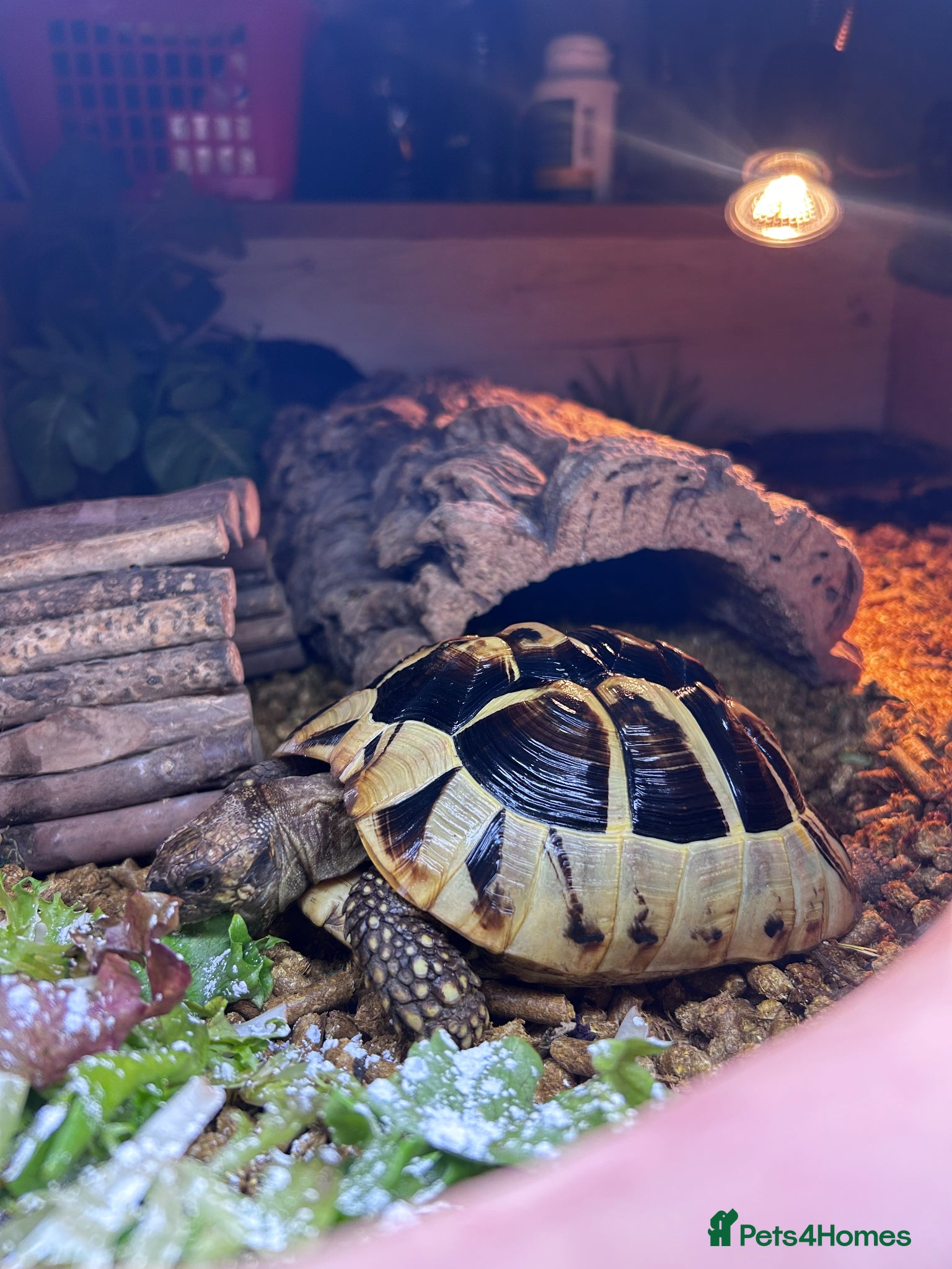 Tortoise reptiles Hermann Tortoise - Advert 1