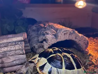 Tortoise reptiles Hermann Tortoise - Advert 1