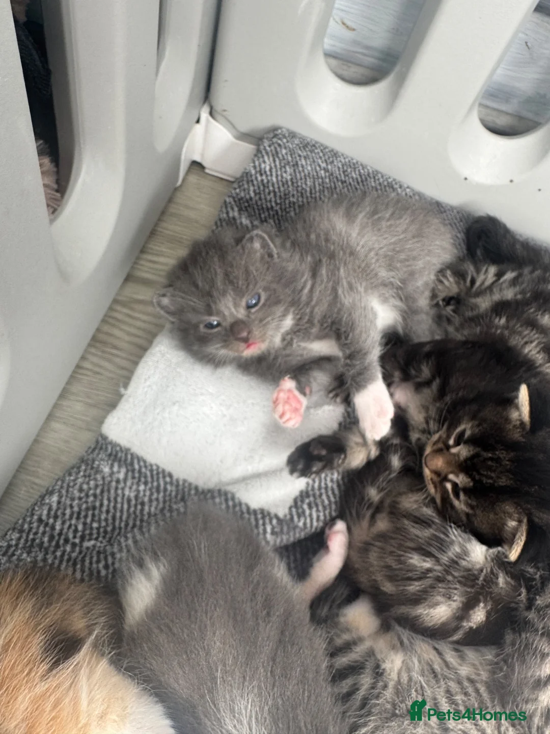 Mixed Breed cats for sale: kittens for sale!!  - Advert 2