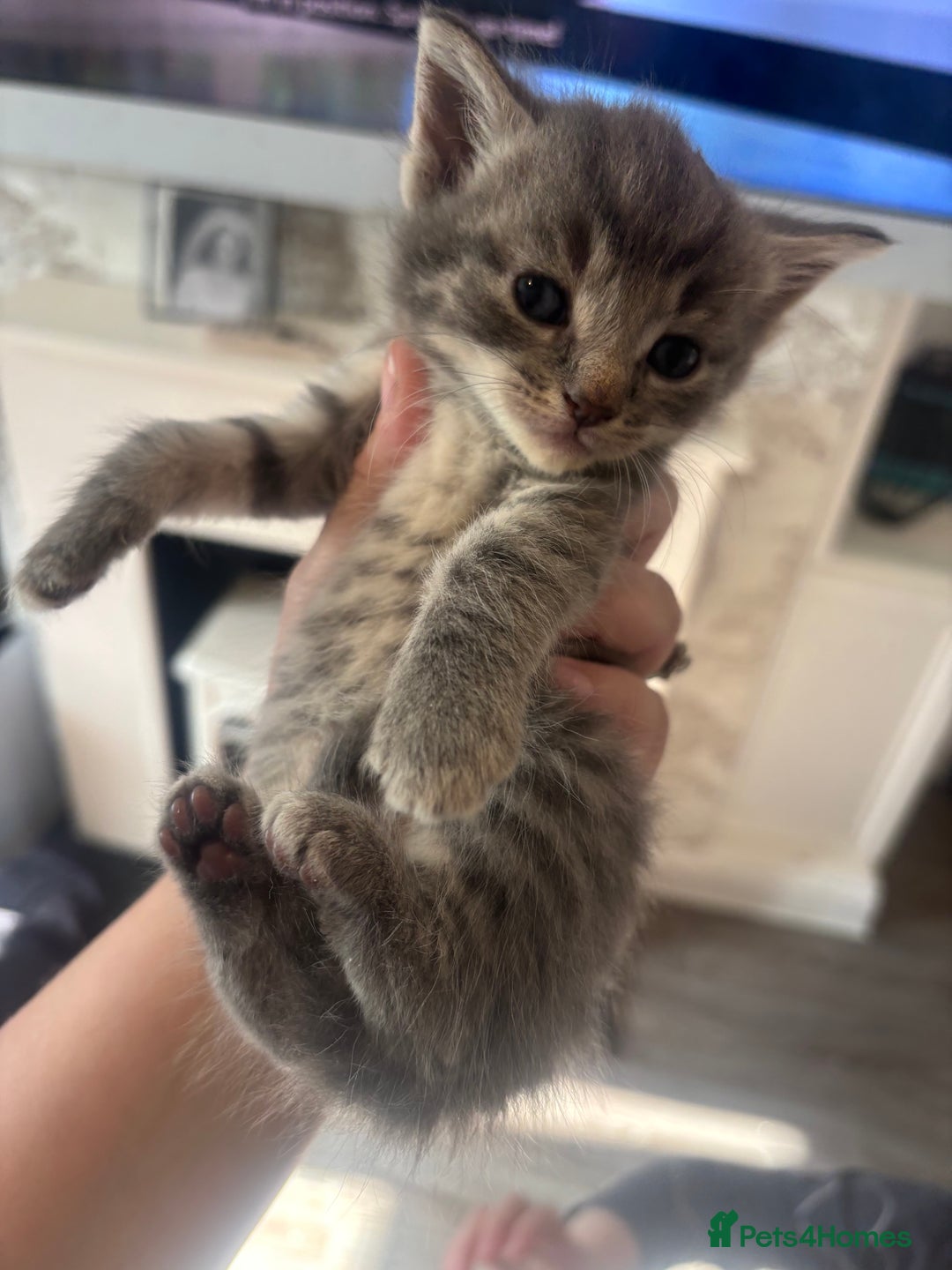British Shorthair cats for sale: 4 beautiful kittens ready soon! - Image 3