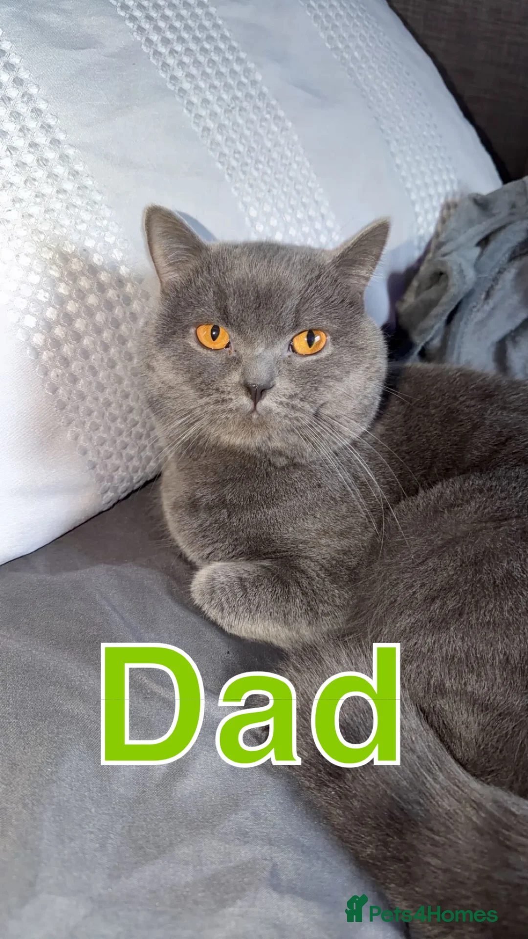 British Longhair cats for sale: British Semi Haired Kittens - Advert 5