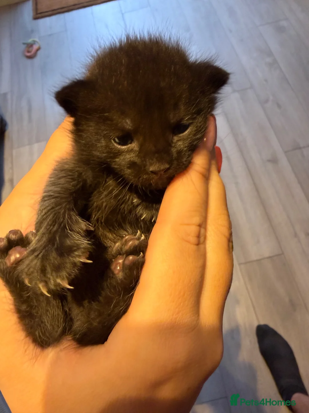 Mixed Breed cats for sale: Kittens for Sale - Advert 1