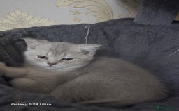 Scottish Fold cats for sale: Ready to leave cute kittens  - Image 15
