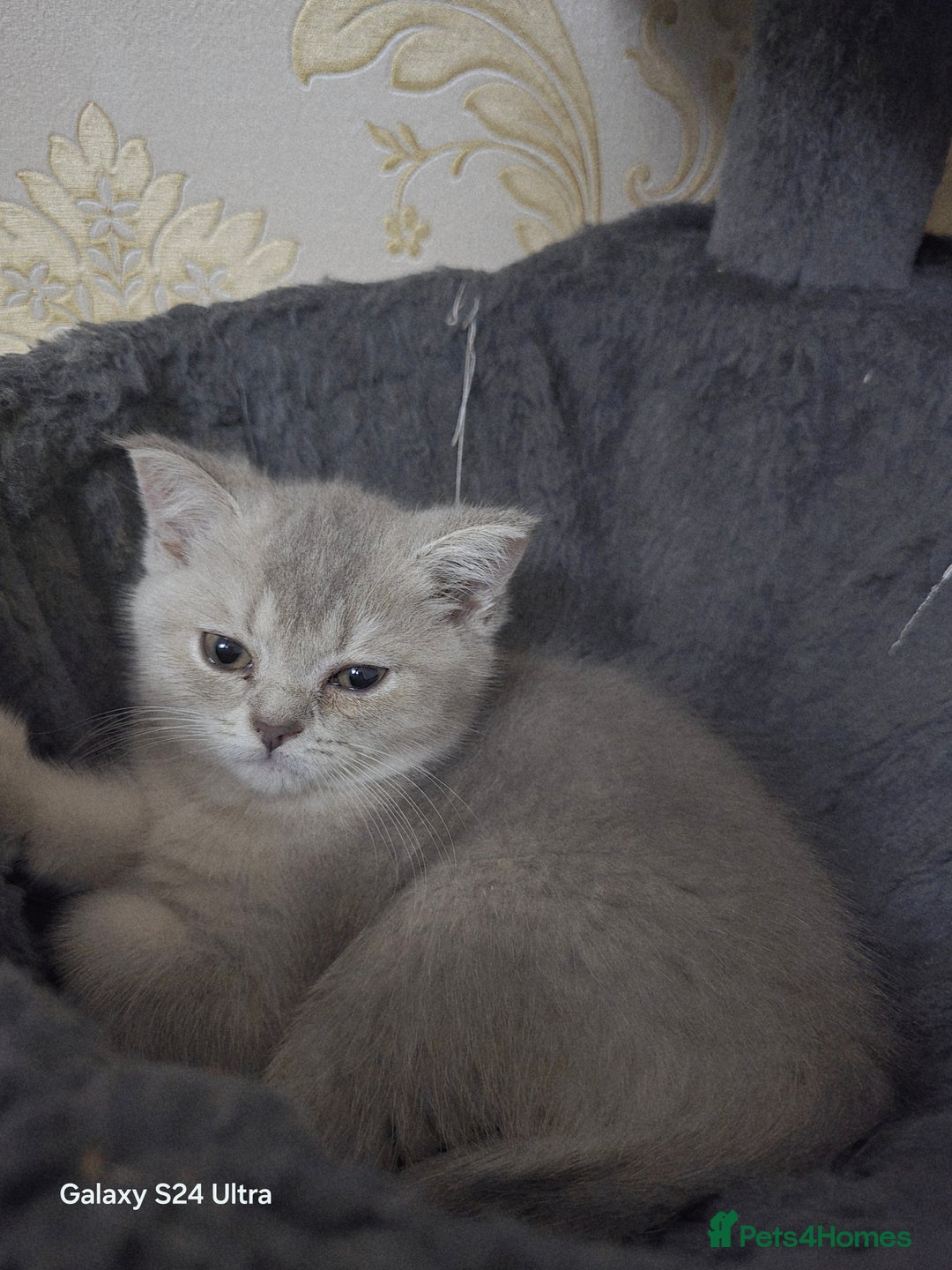 Scottish Fold cats for sale: Ready to leave cute kittens  - Image 15