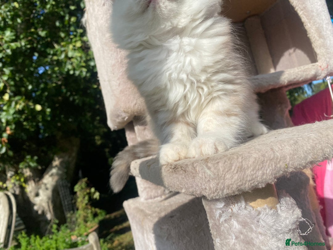 Siberian cats for sale: x5 Adorable Pure Siberian Kittens to re-home😻 - Image 14