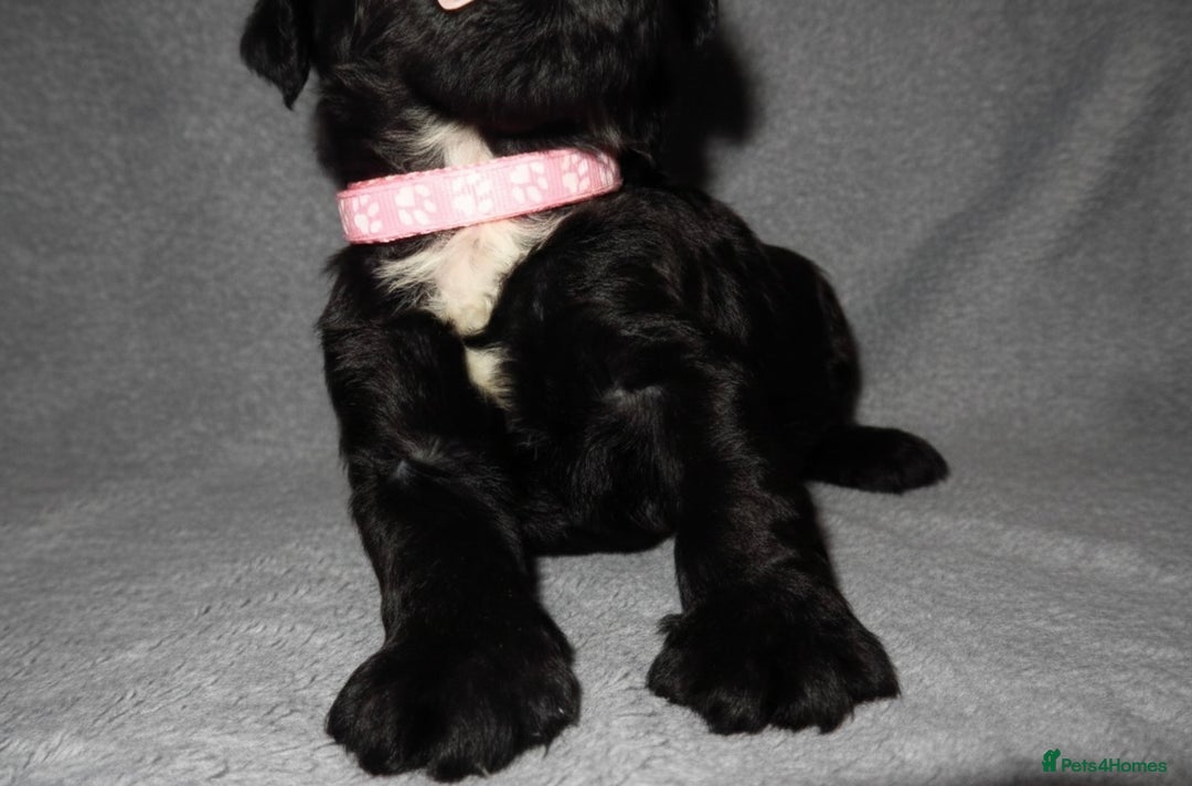 Cockapoo dogs for sale: Cockapoo Puppy’s 🐶🐾 - Advert 8