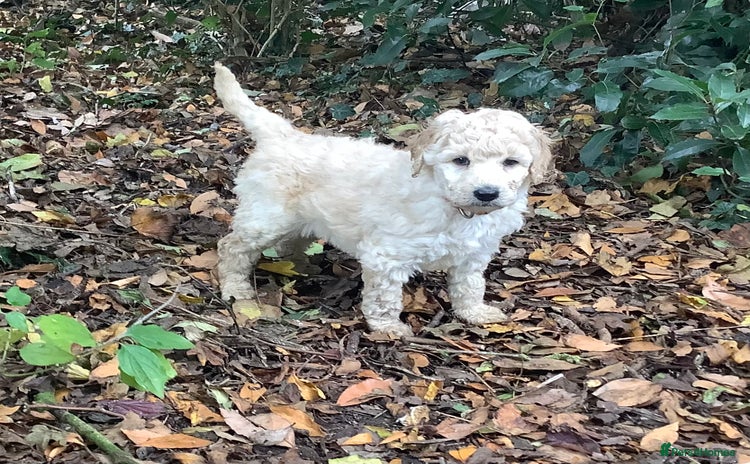 Standard Poodle dogs - Advert 6