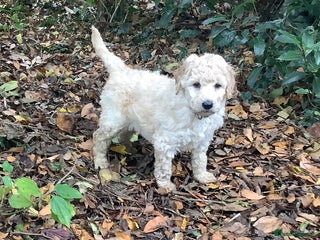 Standard Poodle dogs - Advert 4