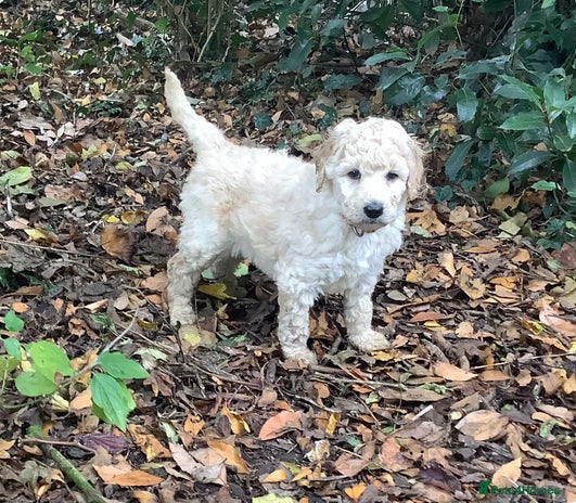 Standard Poodle dogs - Advert 6