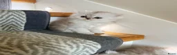 Persian cats for sale: 🐾 TWO BEAUTIFUL PERSIAN KITTENS AVAILABLE 🐾 - Advert 5