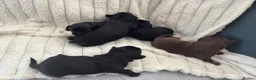 Mixed Breed dogs for sale: Imperial shitzu - Advert 5