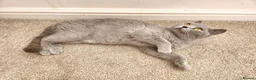 British Shorthair cats for sale: Pedigree Blue British Shorthair girl - Advert 5