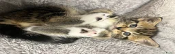 Mixed Breed cats for sale: 🐾 Beautiful Kittens Raised in a Family Home 🐾 - Advert 13