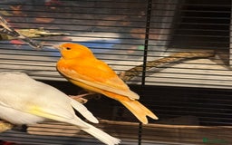 Canaries birds for sale: Male & female cannery for sale  - Image 13