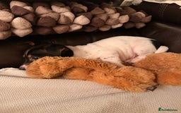 Jack Russell dogs for sale: Adorable Miniature  Jack Russell Pups For Sale - Advert 15