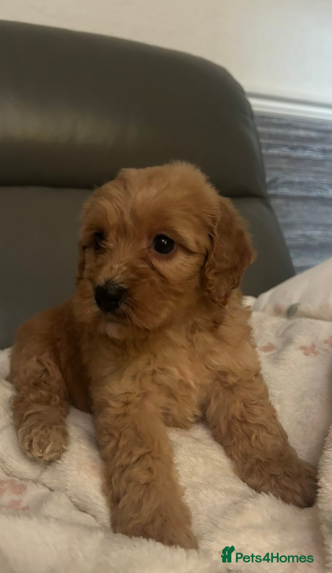 Cockapoo dogs for sale: 5 beautiful F1 cockerpoos  - Image 29