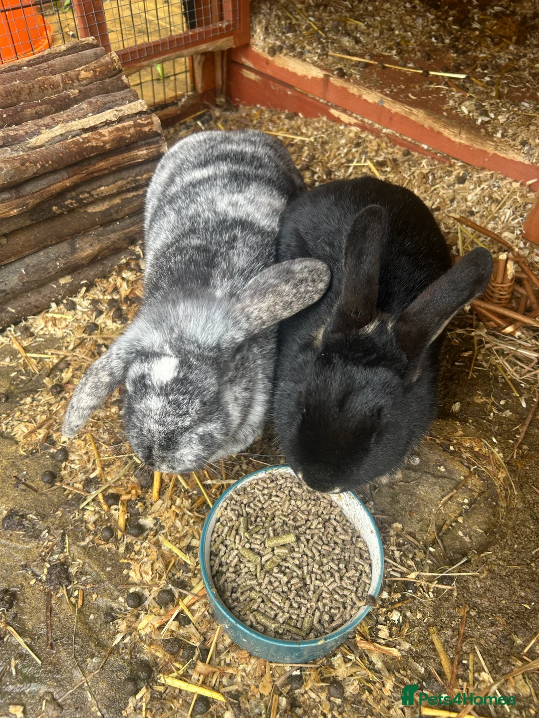 Rex rabbits for sale: 2 female rabbits  - Advert 2