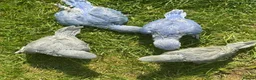 Ringnecks birds for sale: handreared rungnecks - Advert 2