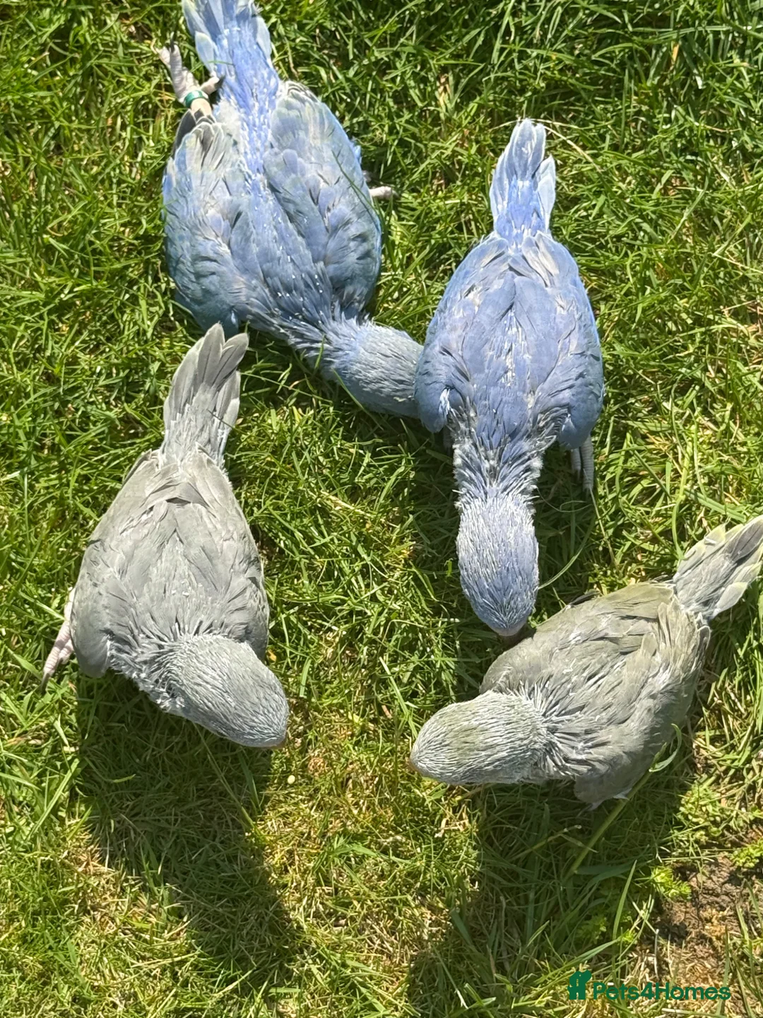 Ringnecks birds for sale: handreared rungnecks - Advert 2