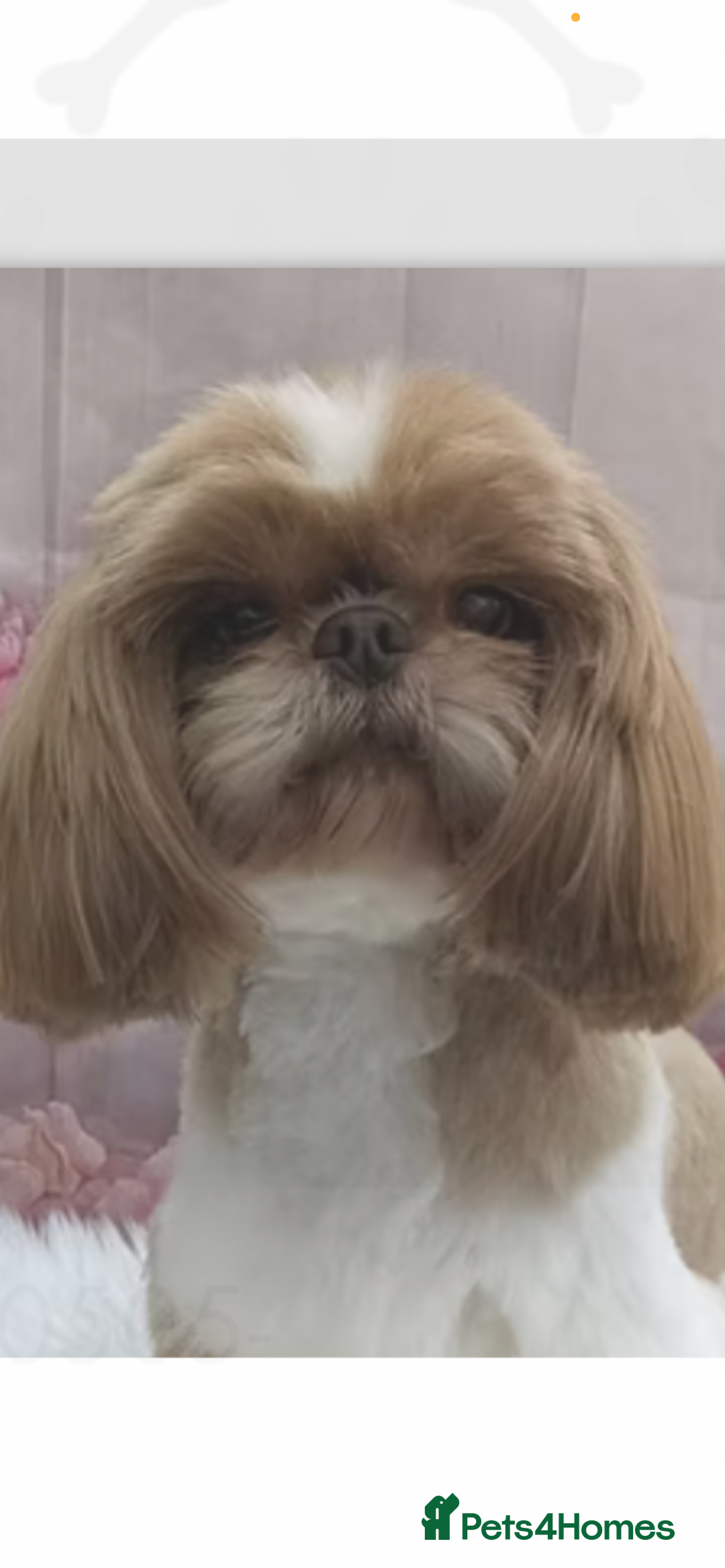 Shih Tzu dogs for sale: Outstanding Imperial Shih Tzu Pups - Advert 29