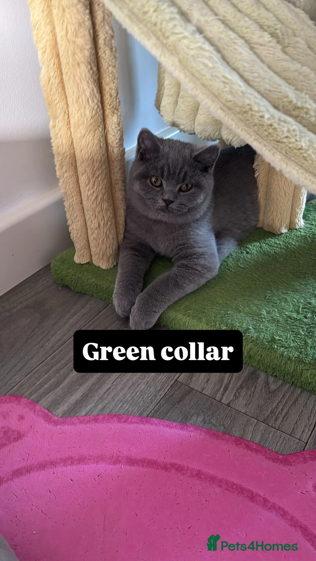 British Shorthair cats for sale: 🧸2 Remaining Chunky British Shorthair Kittens🧸 - Advert 5