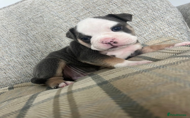 Olde English Bulldogge dogs - Advert 4