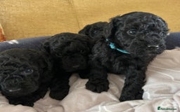 Miniature Poodle dogs for sale: Miniature Poodle Puppies  - Image 29