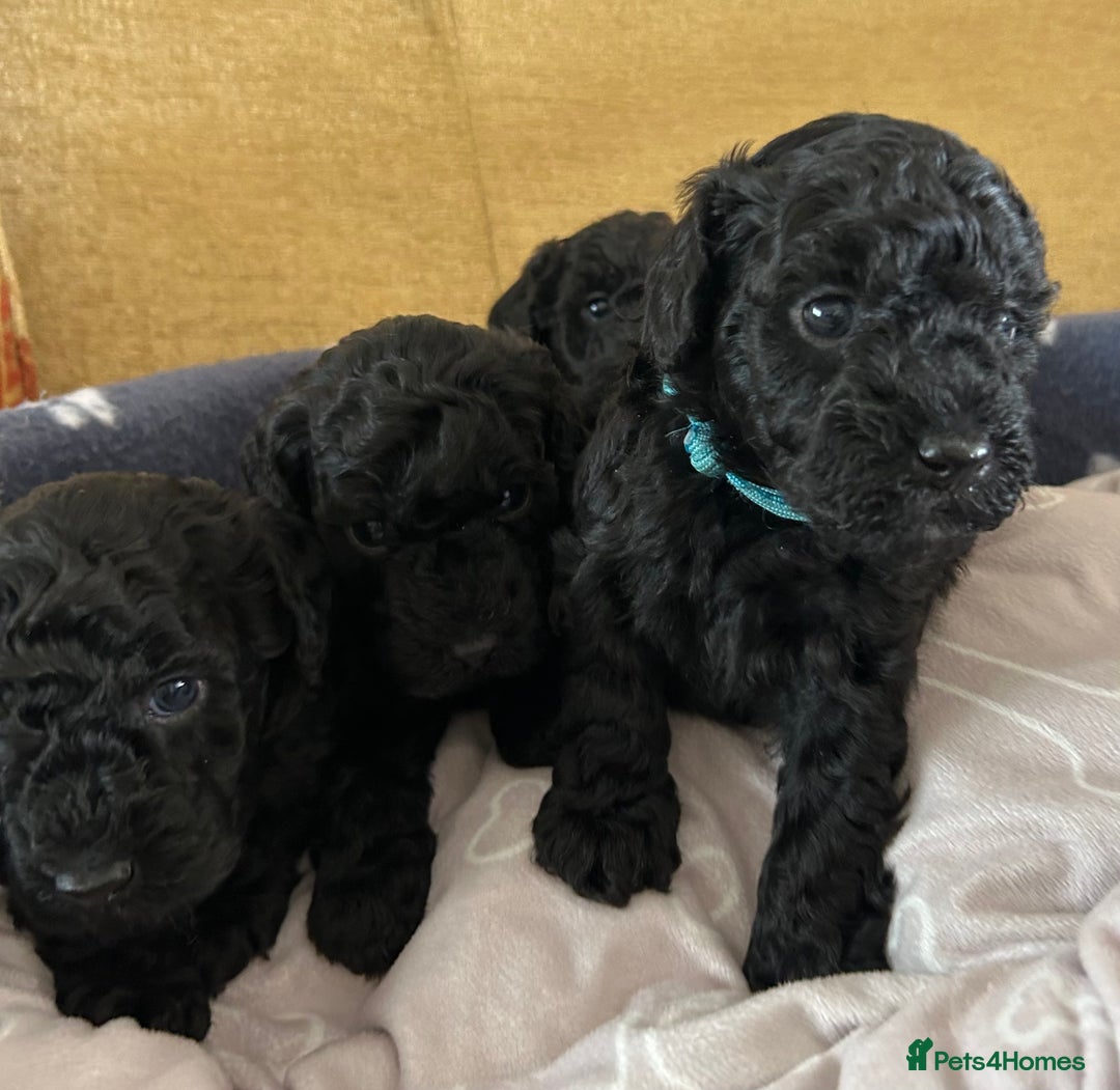 Miniature Poodle dogs for sale: Miniature Poodle Puppies  - Image 29