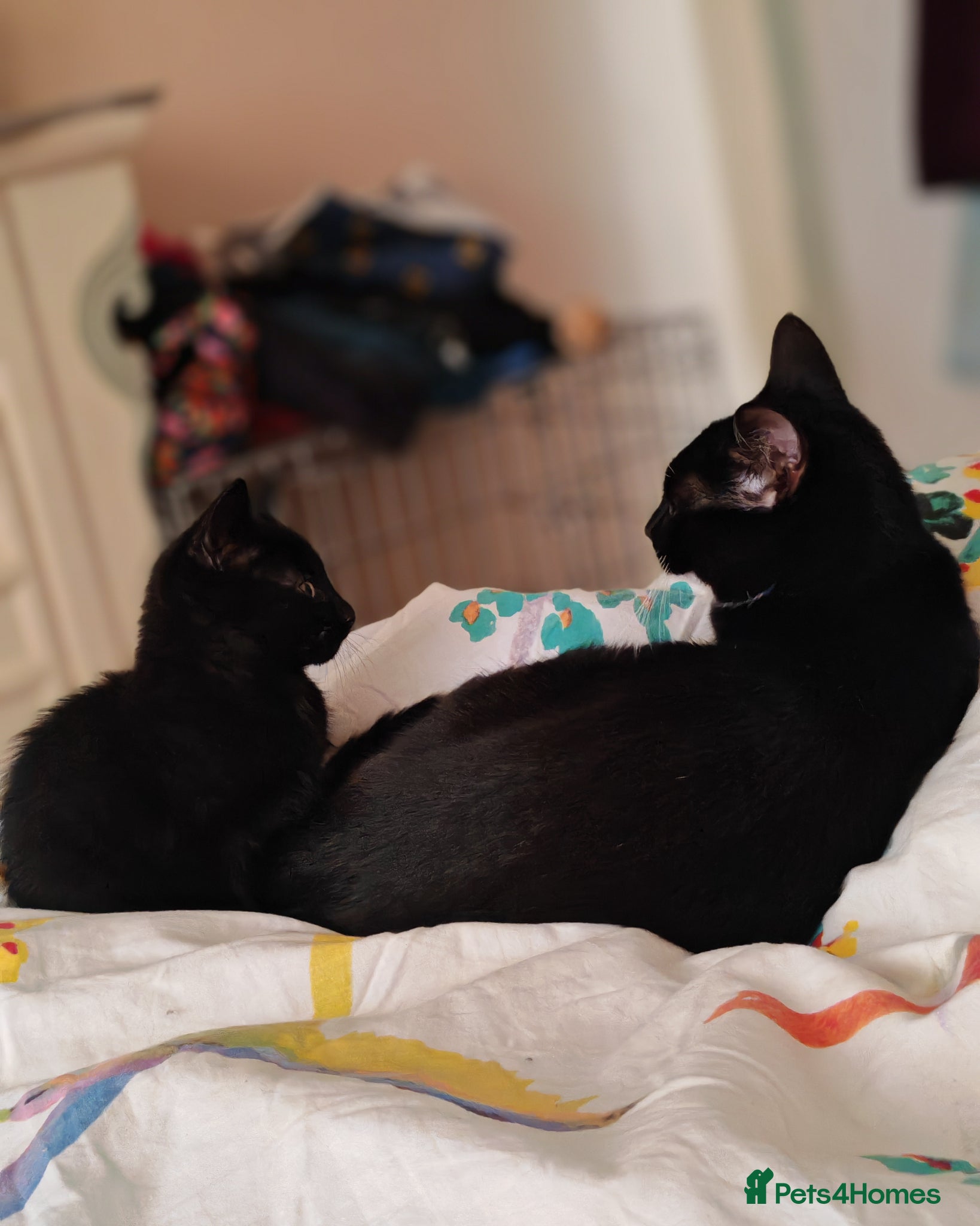 Mixed Breed cats Gorgeous black kitten male - Advert 3