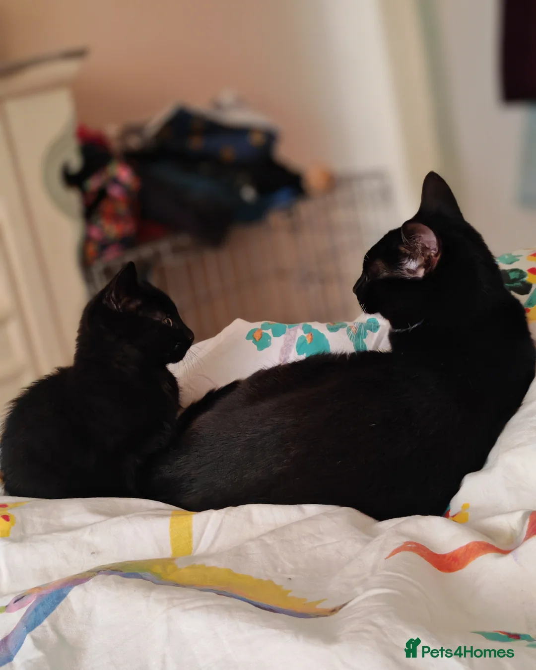 Mixed Breed cats for sale: Gorgeous black kitten male - Advert 1