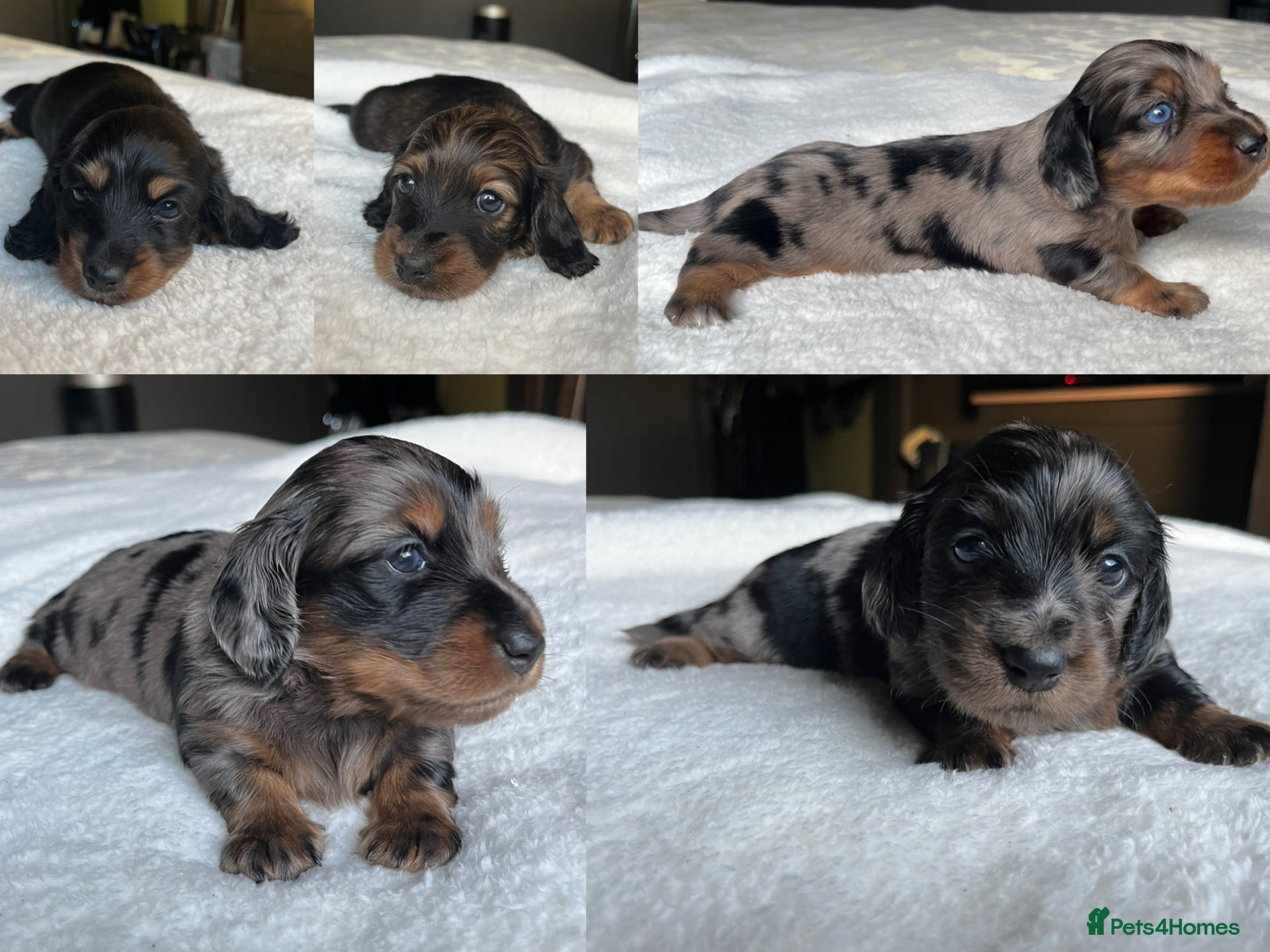 Miniature Dachshund dogs KC Long Hair Mini Dachshunds  - Advert 14