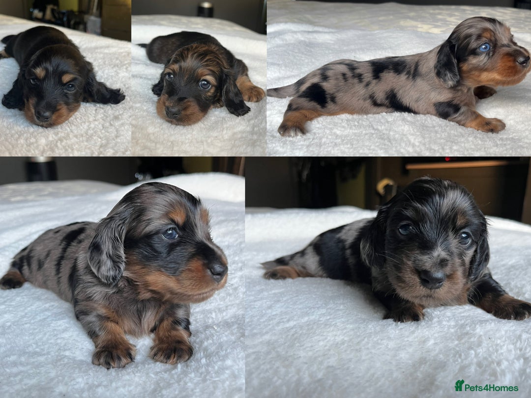Miniature Dachshund dogs for sale: KC Long Hair Mini Dachshunds  - Advert 1