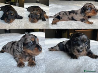 Miniature Dachshund dogs KC Long Hair Mini Dachshunds - Advert 16