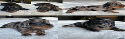 Miniature Dachshund dogs for sale: KC Long Hair Mini Dachshunds  - Advert 5