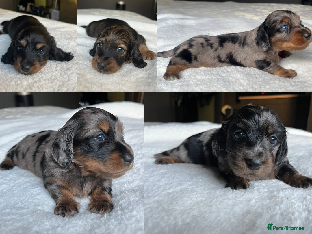 Miniature Dachshund dogs for sale: KC Long Hair Mini Dachshunds  - Advert 5