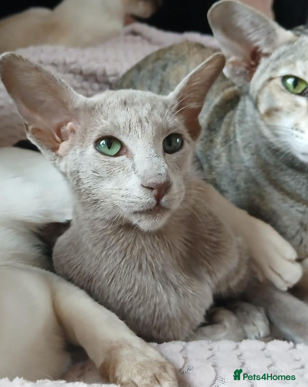 Oriental cats GCCF ACTIVE LILAC ORIENTAL SHORTHAIR - Advert 5