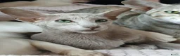 Oriental cats for sale: GCCF ACTIVE LILAC ORIENTAL SHORTHAIR - Advert 1