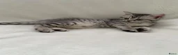 British Shorthair cats for sale: Beautiful silver spotted  tabbies - Advert 12