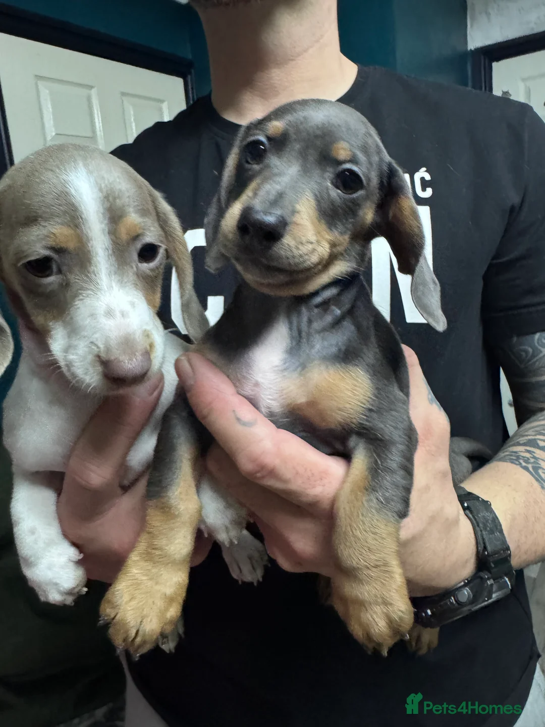 Miniature Dachshund dogs for sale: 4 cute piebald miniature dachshunds available  - Advert 11