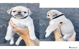 Pug dogs for sale: Beautiful exotic KC registered Pug puppies - Image 23