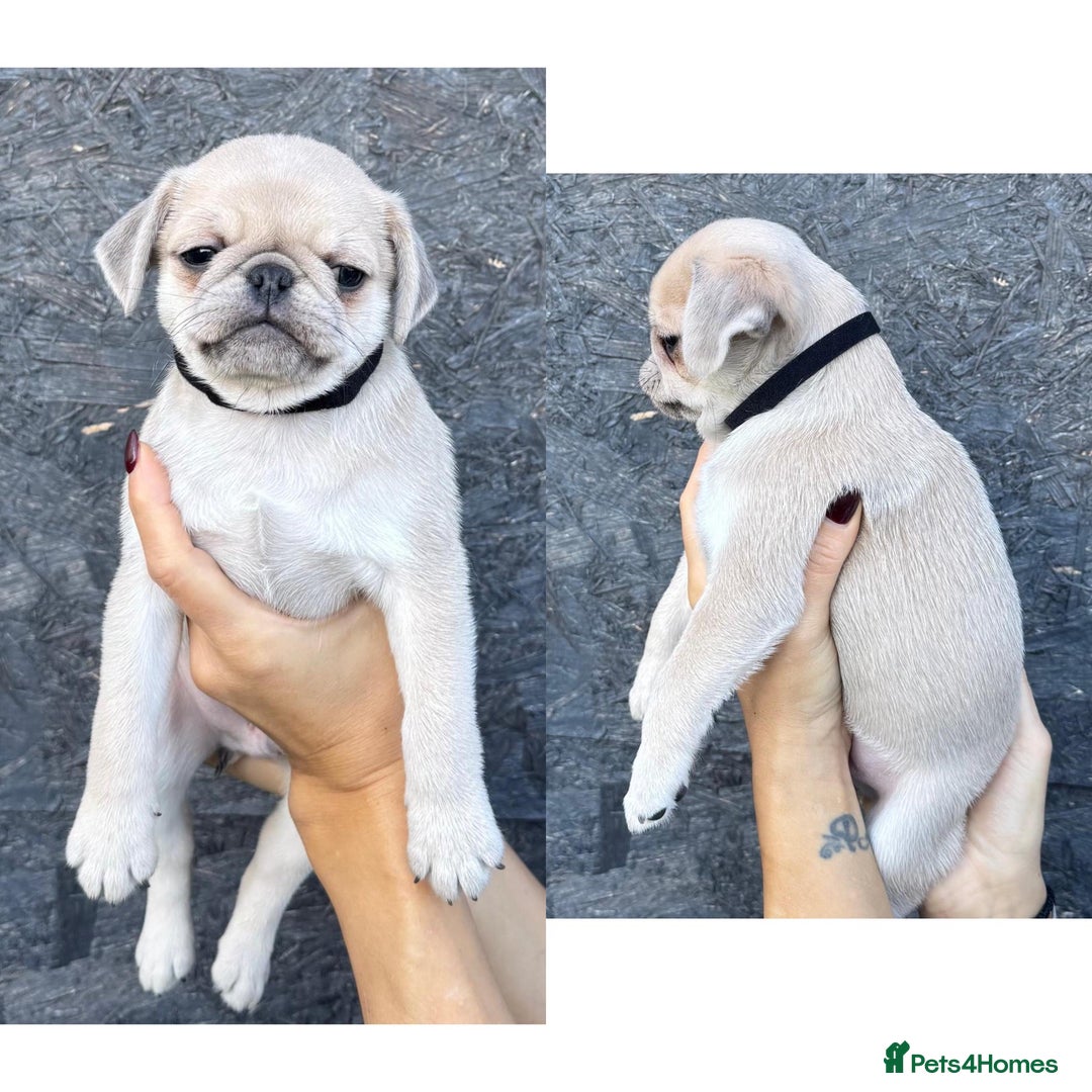 Pug dogs for sale: Beautiful exotic KC registered Pug puppies - Image 23