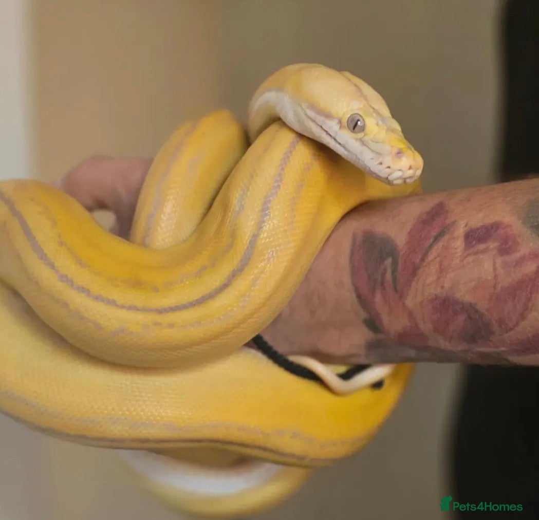 Python Snake reptiles Male gc tiger foulsham caramel  - Advert 1