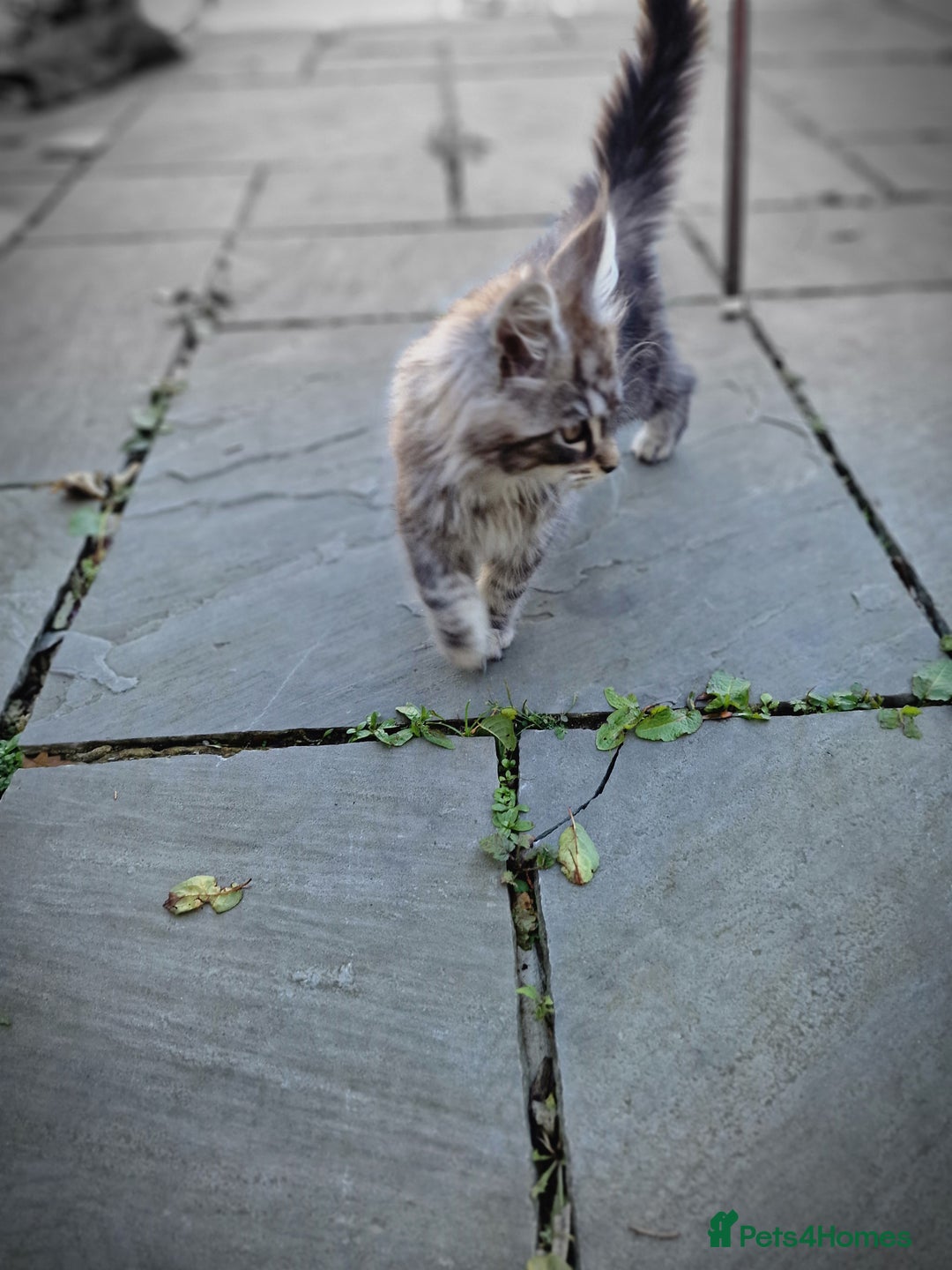 Maine Coon cats for sale: Beautiful male maine coon  - Image 15