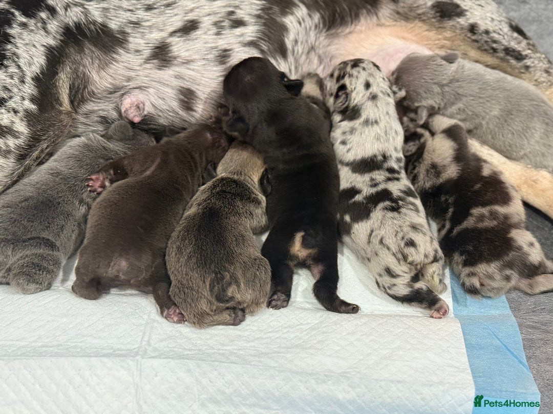 French Bulldog dogs for sale: French bulldog puppies for sale! - Advert 35