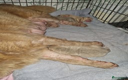 Shar Pei dogs for sale: Male Shar peis - Image 15