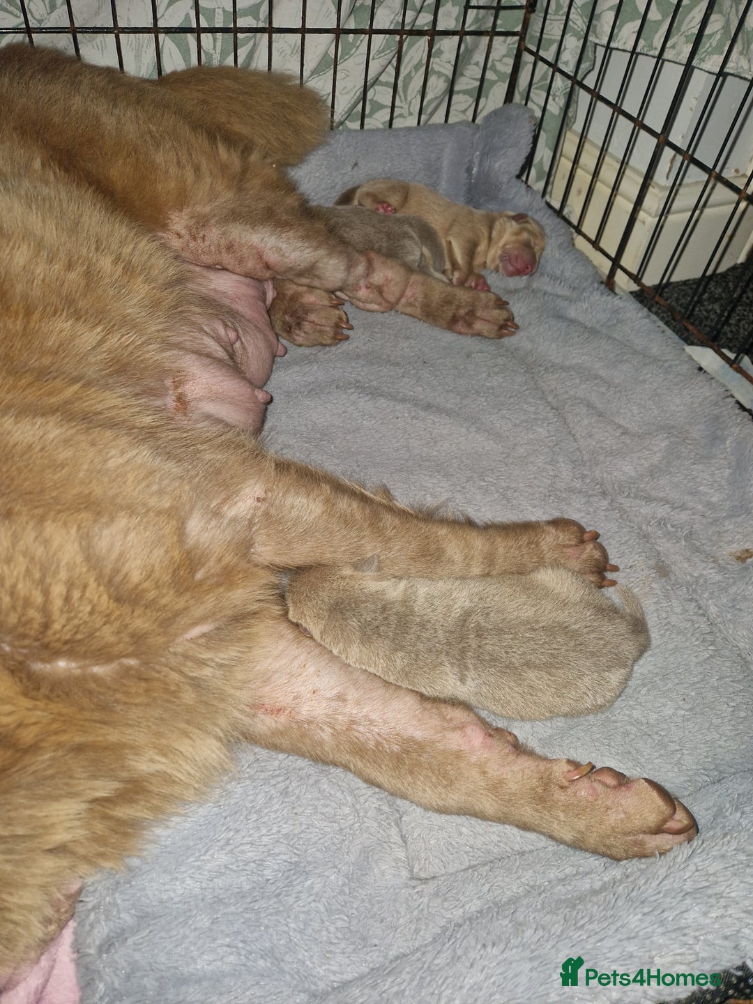 Shar Pei dogs for sale: Male Shar peis - Image 15