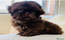 Shih Tzu dogs for stud: Chocolate Shih Tzu for Stud - Image 2