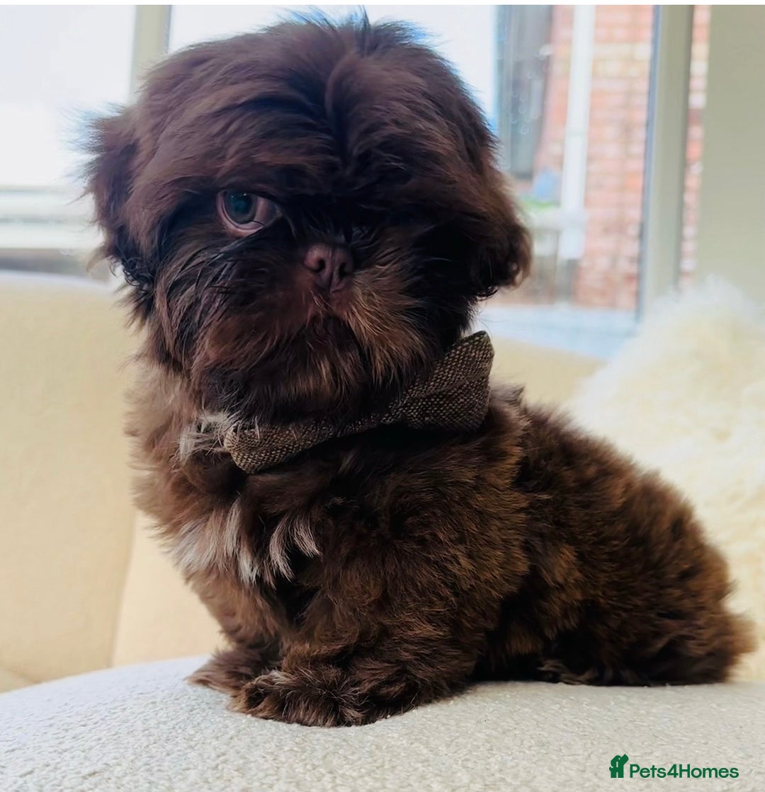 Shih Tzu dogs for stud: Chocolate Shih Tzu for Stud - Image 2