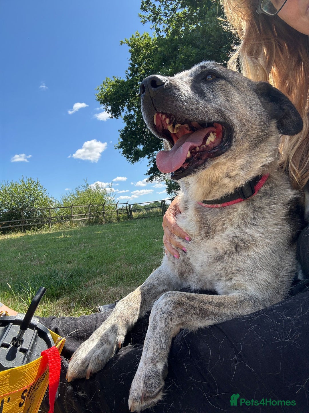 Mixed Breed dogs for adoption: JAMBO in Ashford - Image 12