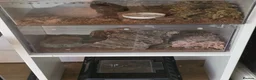 Tarantulas invertebrates for sale: Tarantulas for sale  - Advert 15